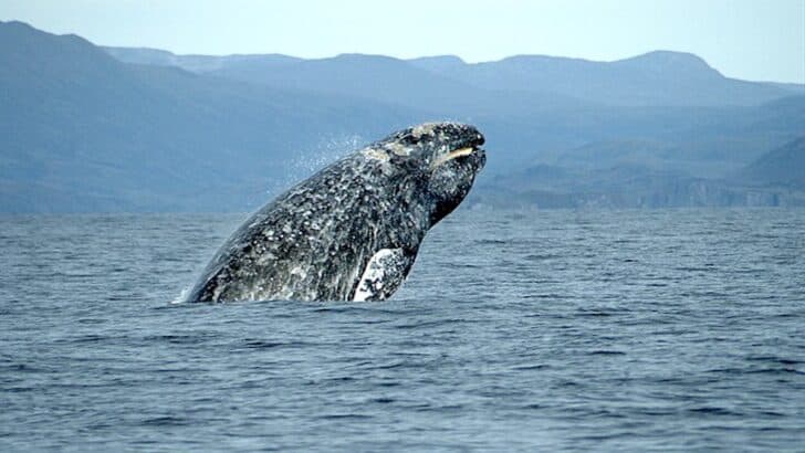 Humpbacks Defend Other Animals from Orcas—A Mystery Explained