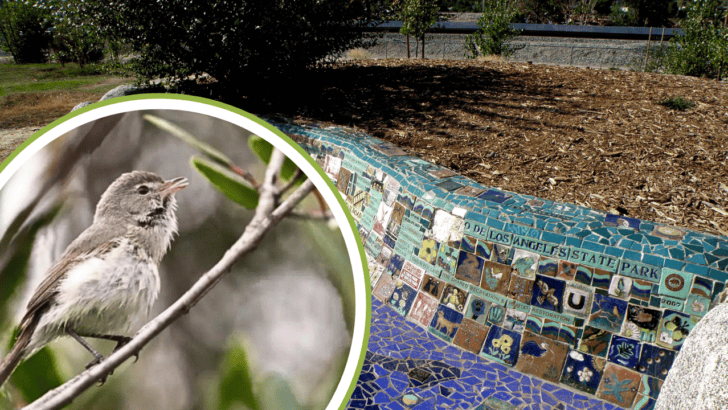 Birdwatchers Rejoice with Sighting of Rare Songbird in LA Park after 20 Years