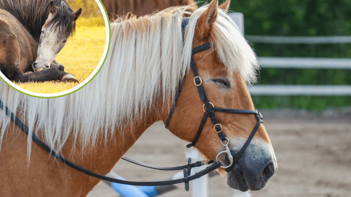 Horses