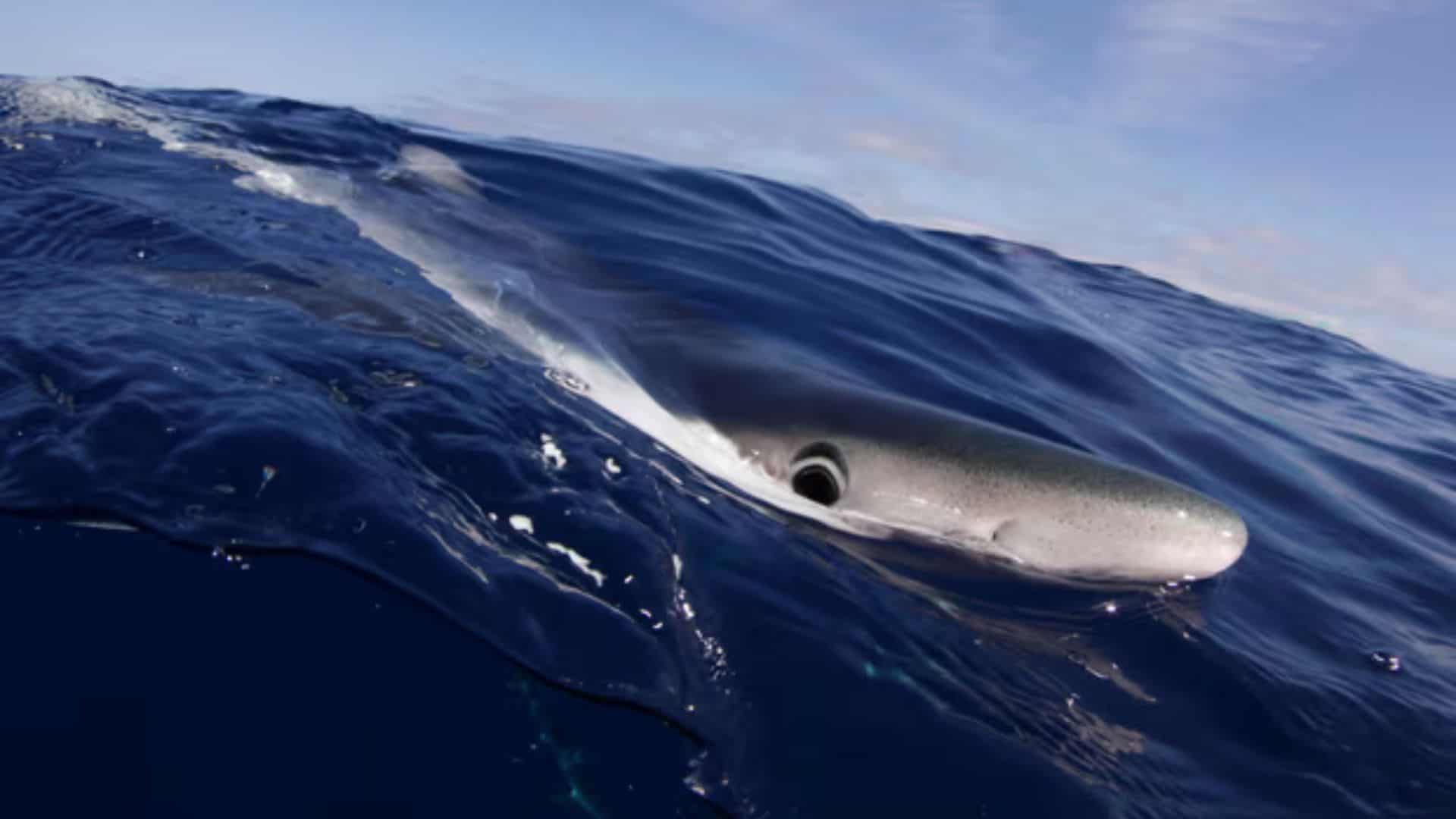 Shocking Findings: Sharks Off Brazil Coast Contaminated with Cocaine