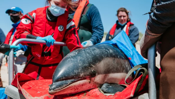 102 Dolphins Rescued in Mysterious Stranding, Cape Cod
