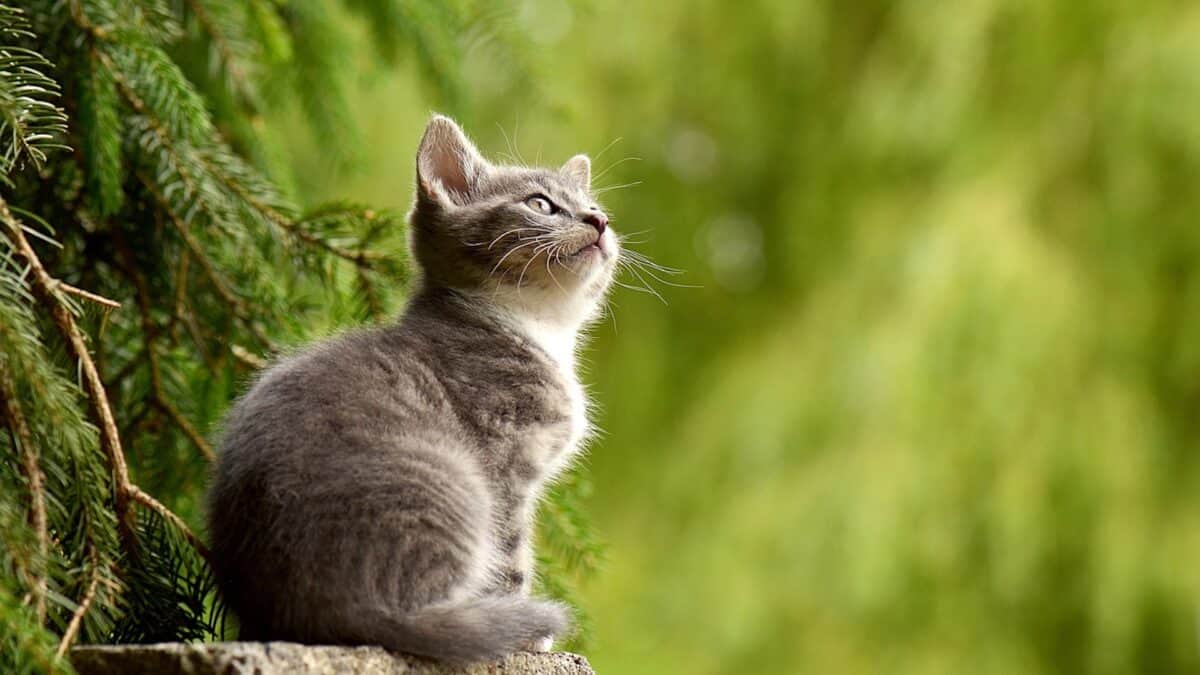 Kitten gazes at the sky.