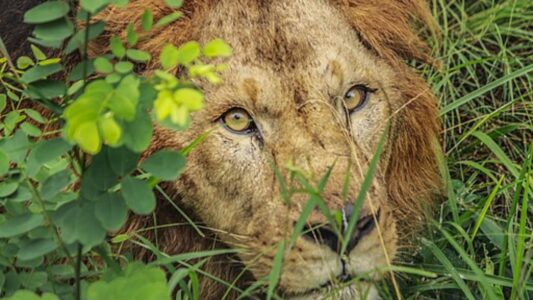 Zoo Breeding Plan Moves Asian Lion to Dublin to Meet His New Mate