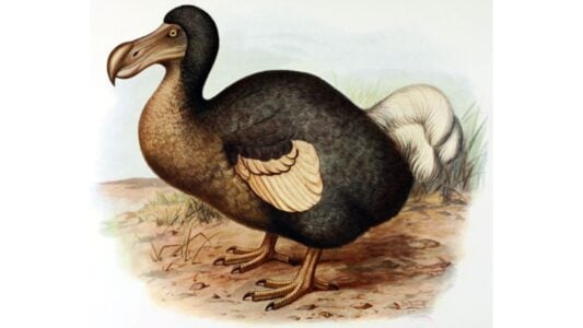 You Might See A Dodo Bird In Your Lifetime