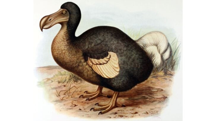 You Might See A Dodo Bird In Your Lifetime