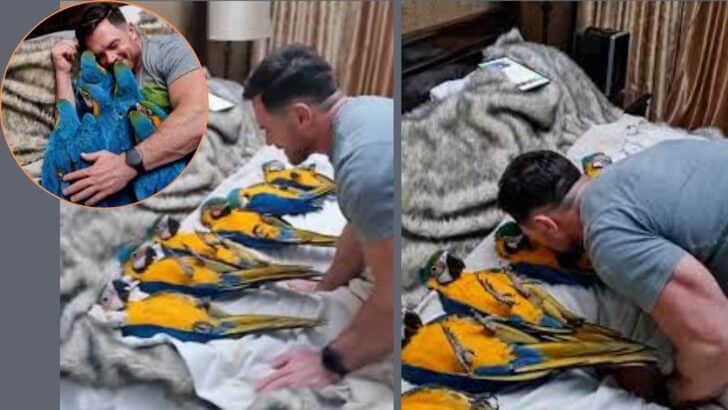 Man Raises Parrots from Birth and They Have the Cutest Bedtime Routine