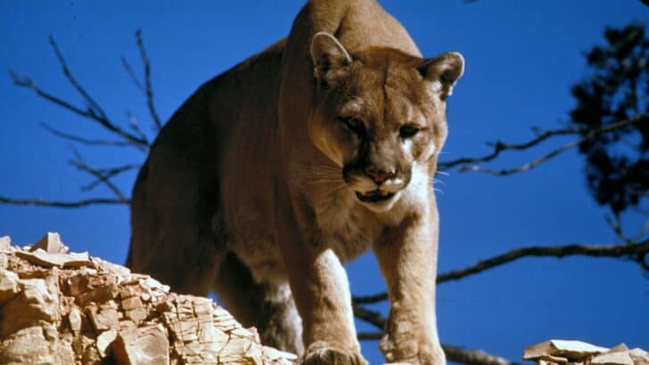 Underdog Dachshund Confronts A Mountain Lion