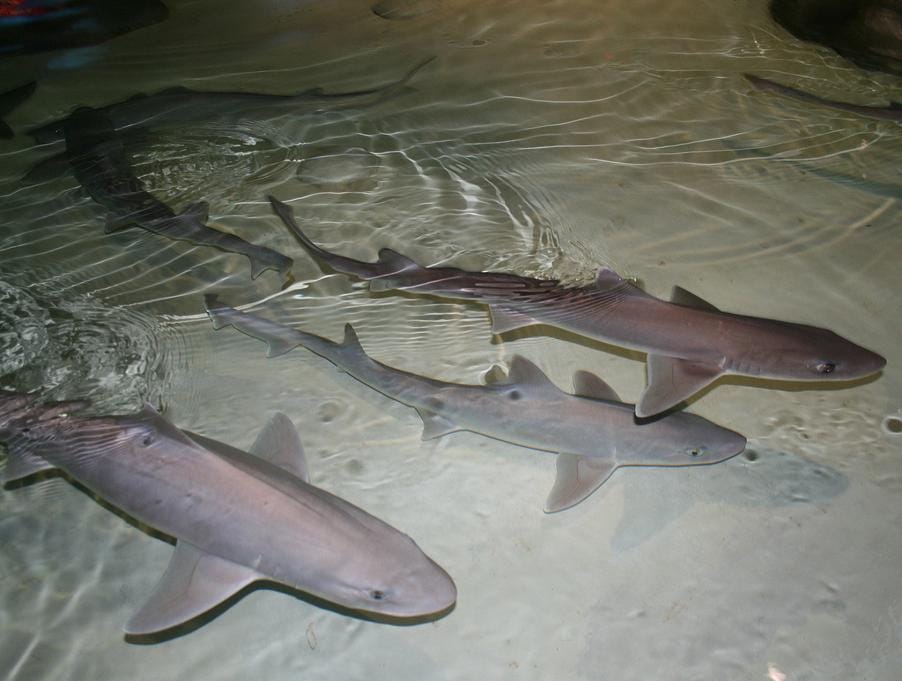 Sharks Are Adapting to Survival by having Virgin Births in Italian Aquariums
