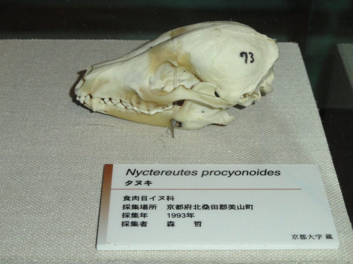 Tanuki skull exhibit in Kyoto University Museum, Japan.