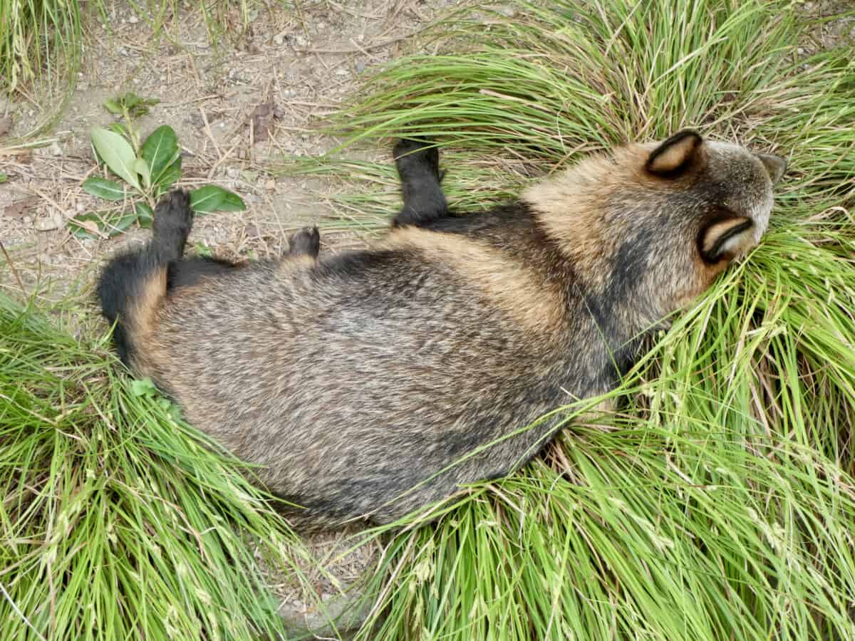 Tanuki resting on the grass.