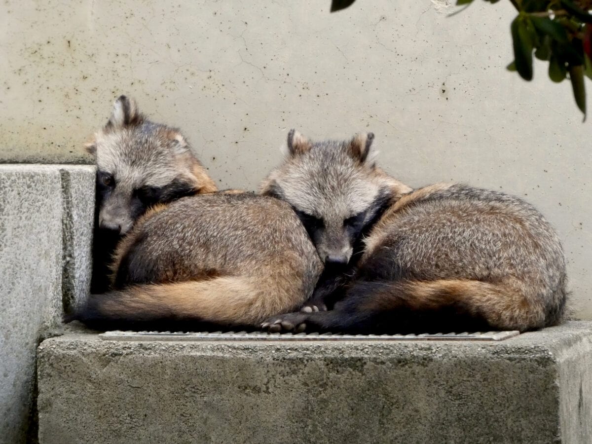A pair of Tanuki sleeping.