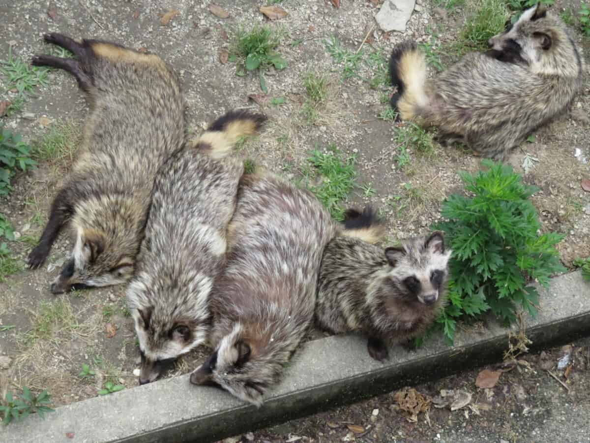 Tanuki in Higashiyama Zoo, Aichi, Japan.