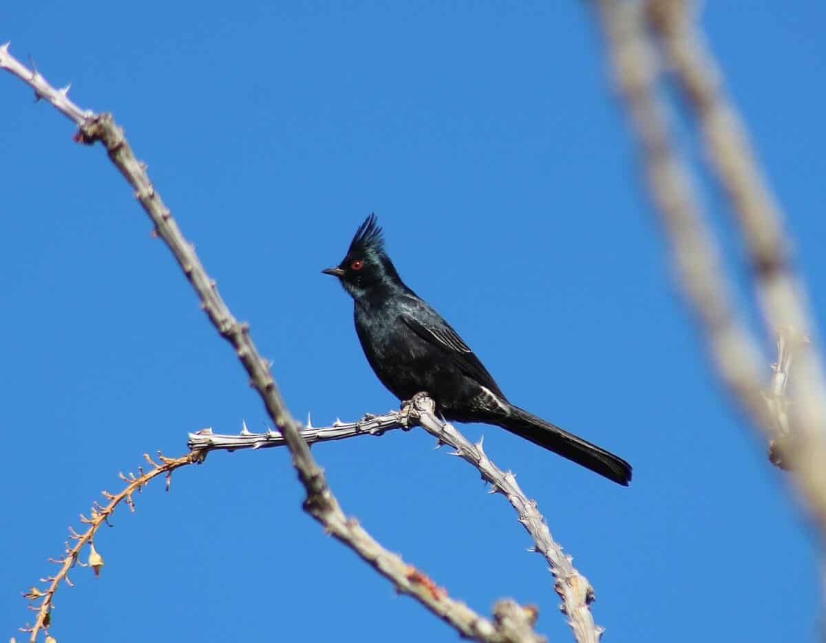 Phainoptila sitting on a tree branch.