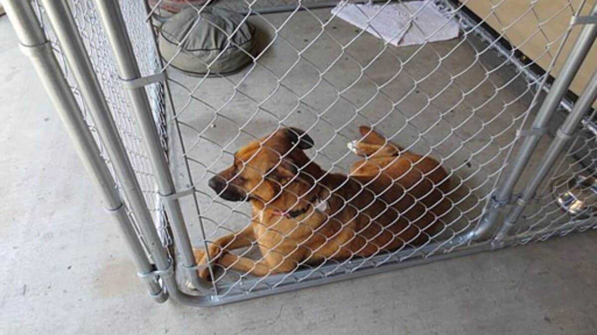 Dog In An Adoption Shelter.