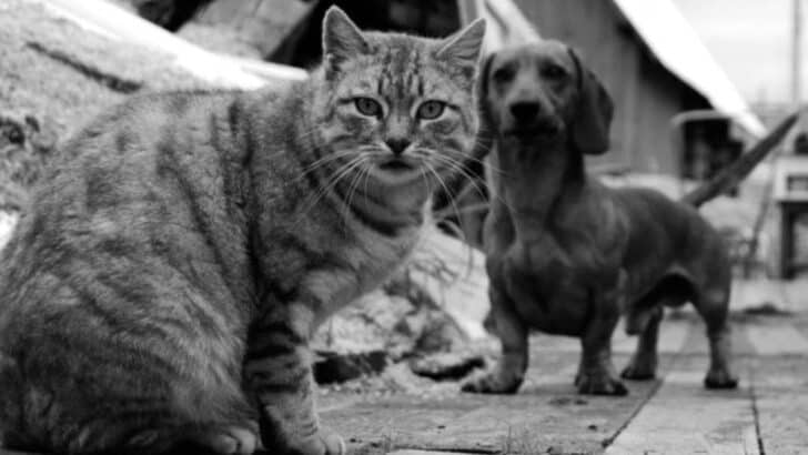 Woman Anxiously Introduces Newly Rescued Kitten To Pet Pit Bull