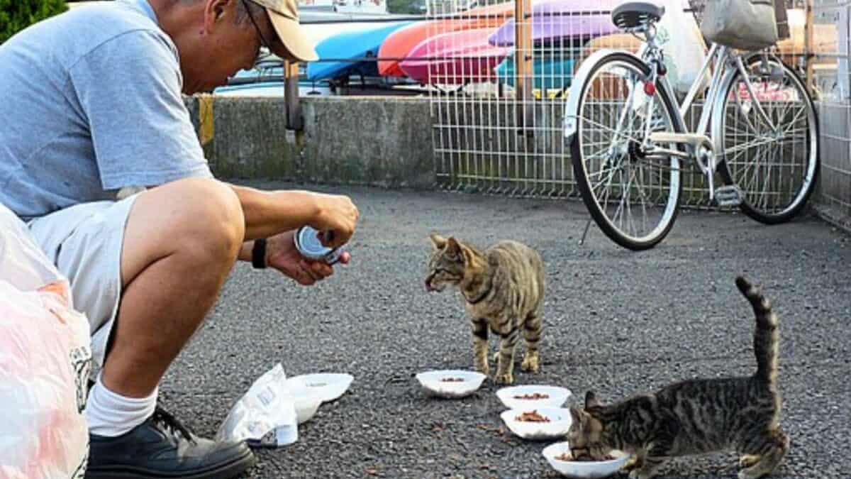 Man Feeding Abandoned Cats.