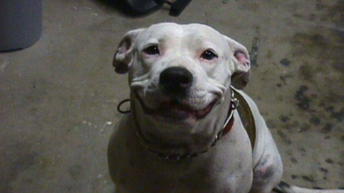 Pit Bull
