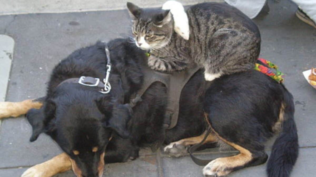 Dog, Cat, and Rat Tower.