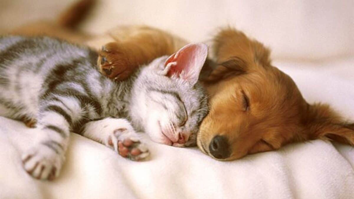 Dog and Cat