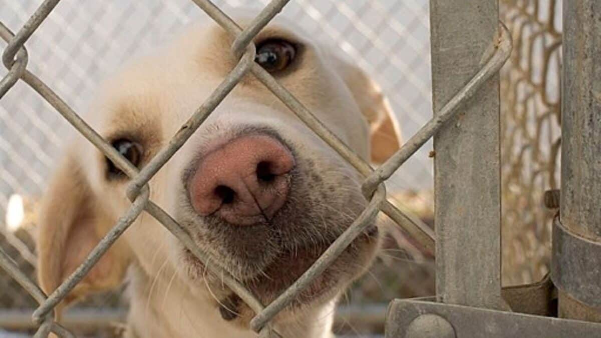 Dog Behind a Gate
