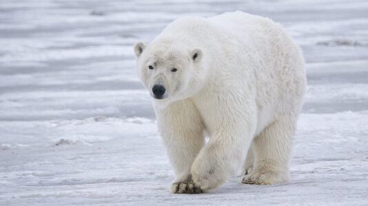 How Polar Bears Hunt Without Being Seen