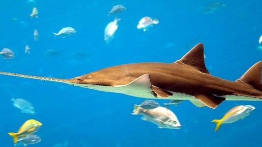 Why the Sawfish Has a Chainsaw-Like Snout