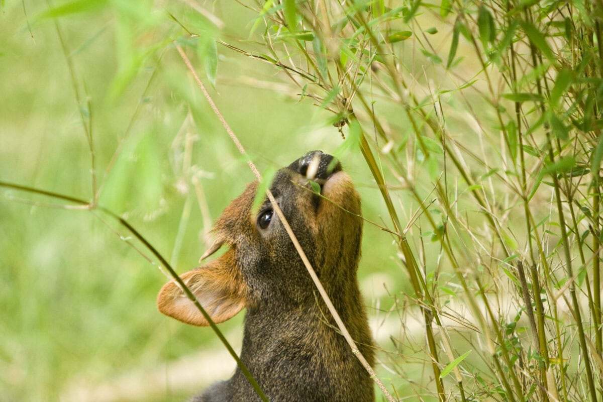 A southern pudu reaching out to eat leaves form a plant.