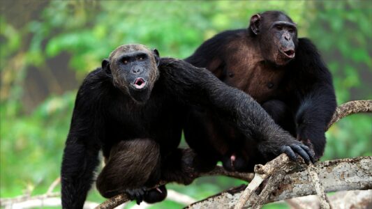 Recent Study Reveals Chimpanzees Communicate Just Like Humans