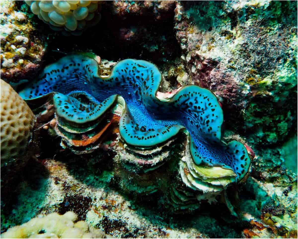 Giant Sparkly Clams Hide the Most Efficient Solar Panels Ever Found