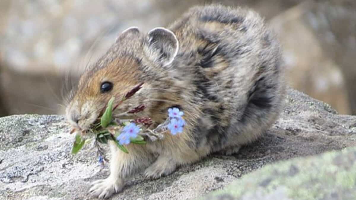 American Pika