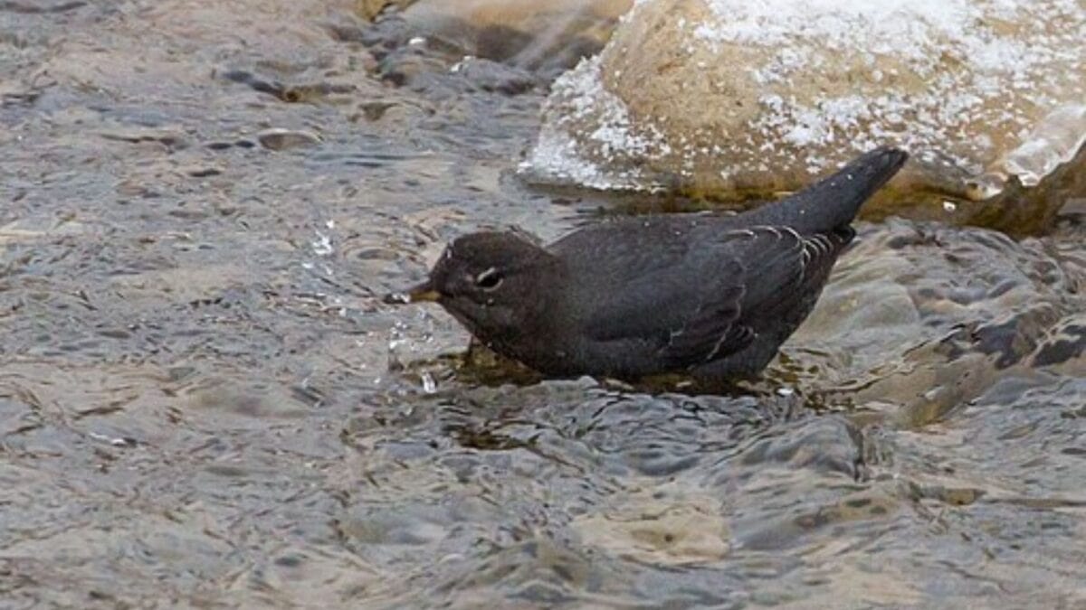 American Dipper