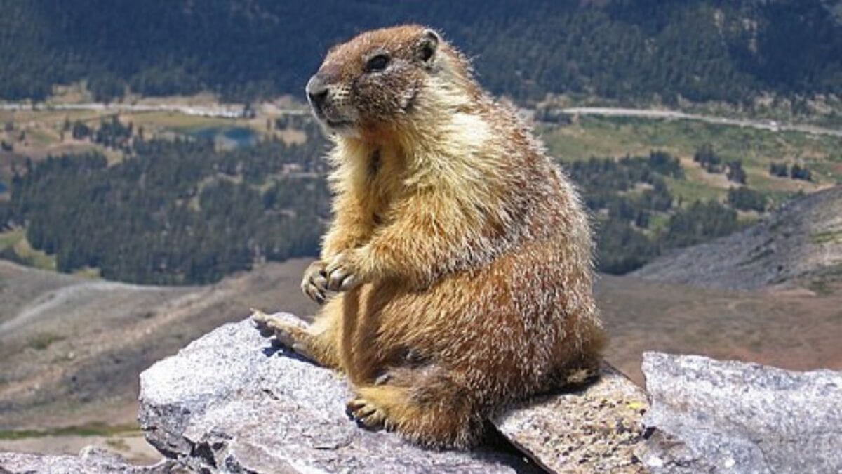 Marmot