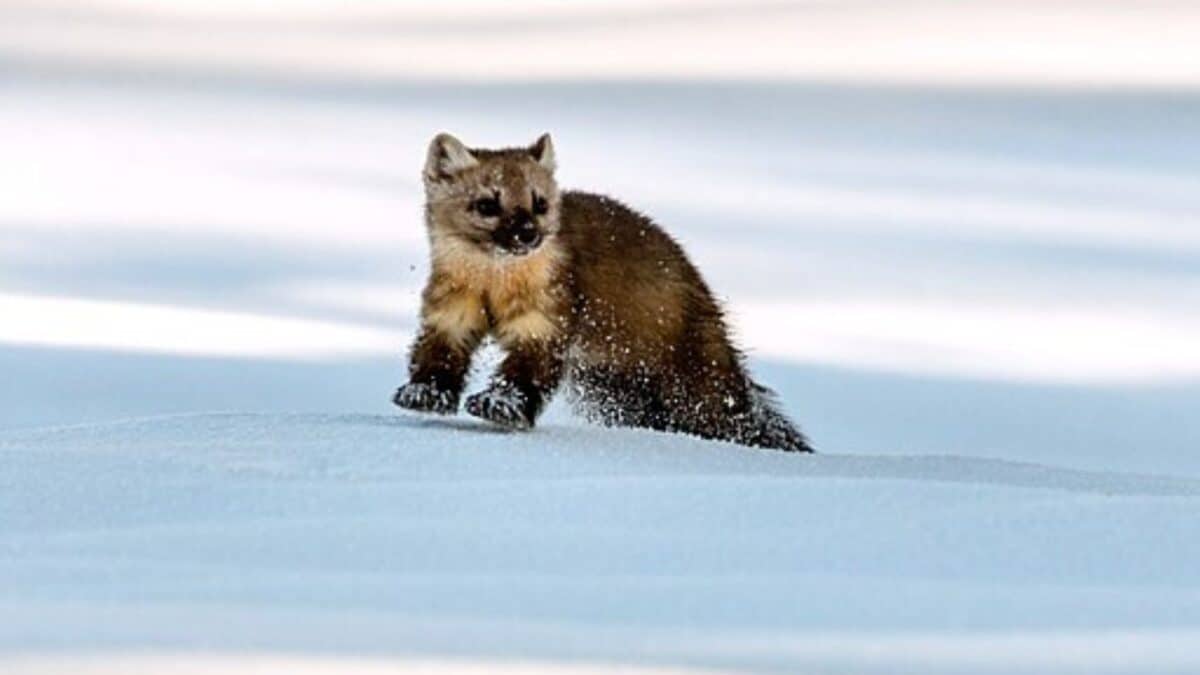 Pine Marten