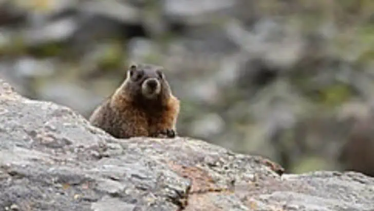7 Animals You Can See In Rocky Mountain National Park