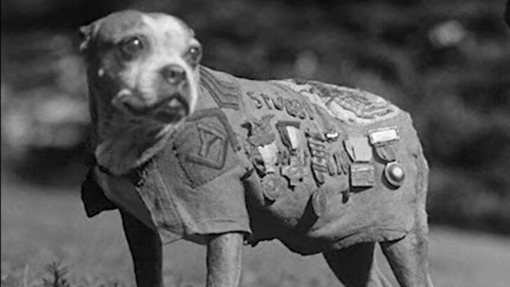 Four-Legged War Hero Becomes The First Dog To Be Given A U.S Air Force Ranking