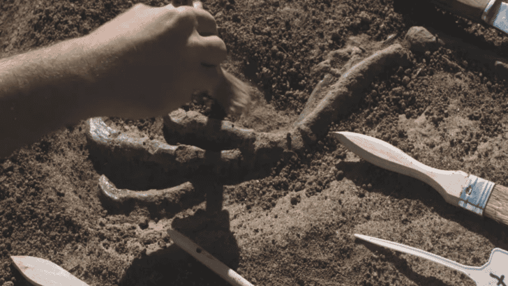 Ancient DNA Found in Cave Dirt May Rewrite Animal History