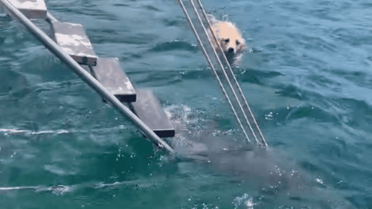 Yoda swims up to the steps.