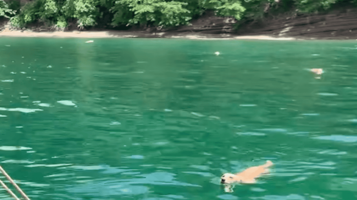 Yoda and siblings swimming.