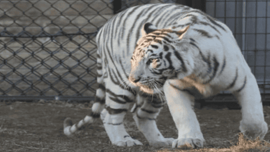 Two Tigers Rescued From Lives In Capivity In Slovakia