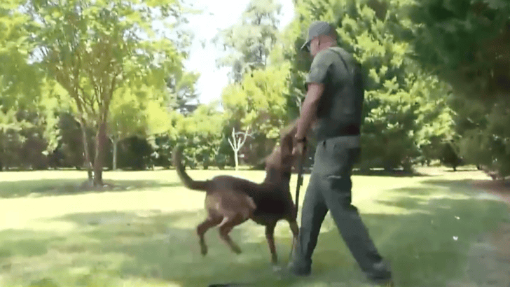 Lost Autistic Six-Year-Old Boy Returned Home Thanks to Dog