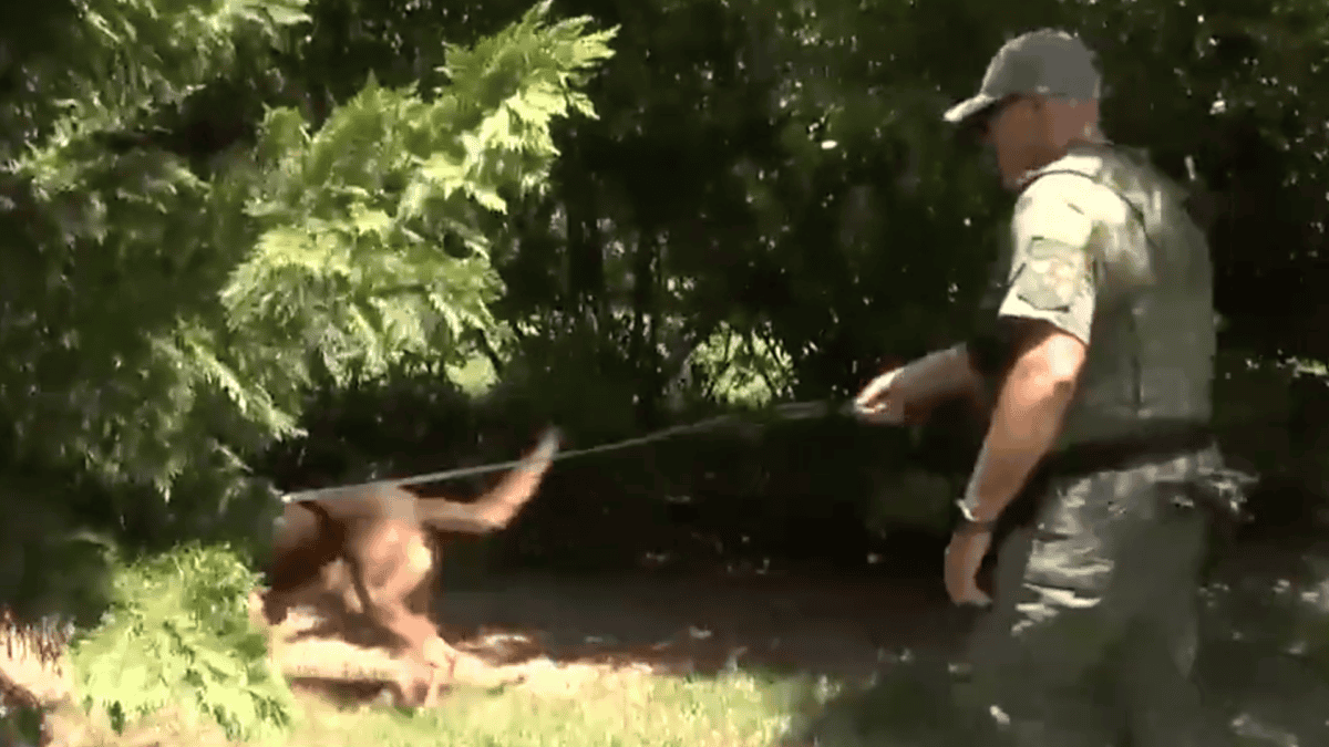 Remi sniffs something int the bushes.