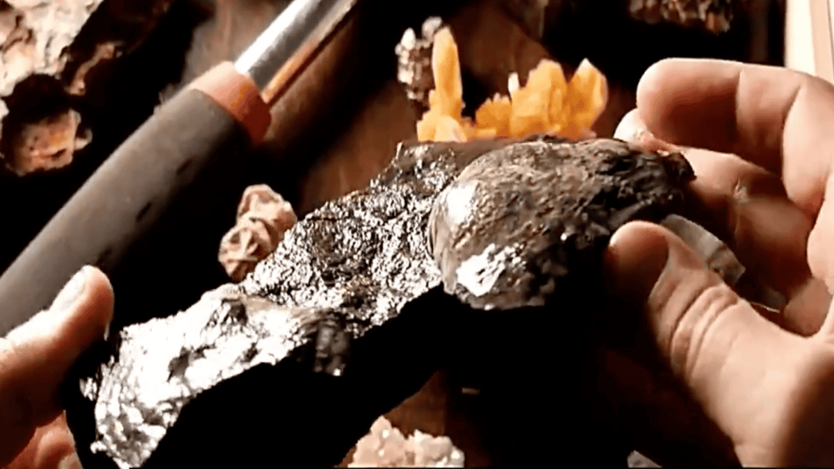 Cleaning off a fossil.