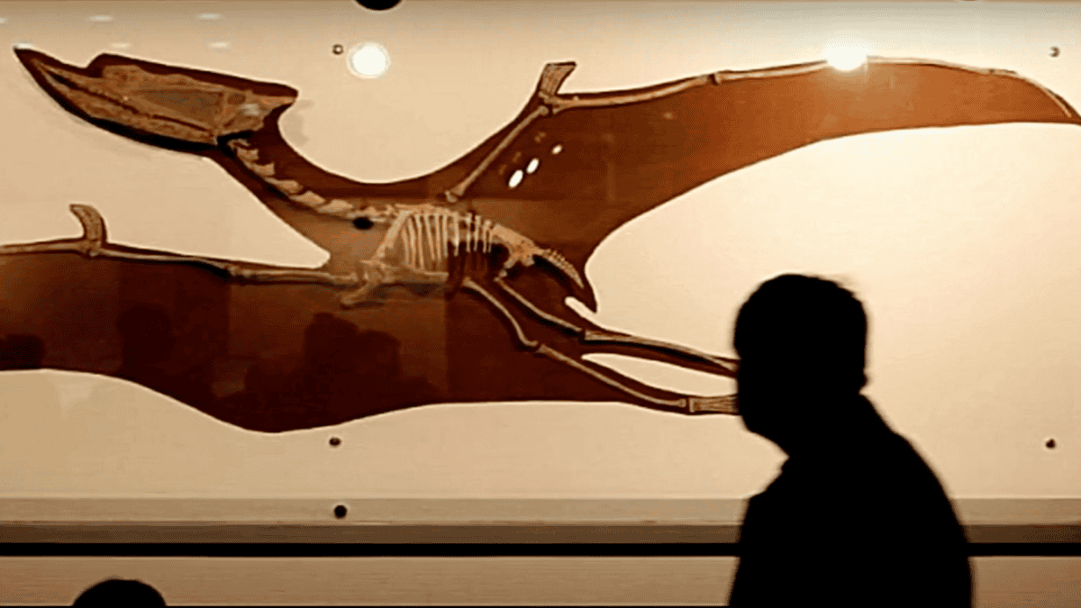 Ceoptera exhibit.