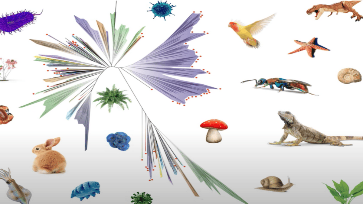 Example of some of the living things we share this ancestor with. 