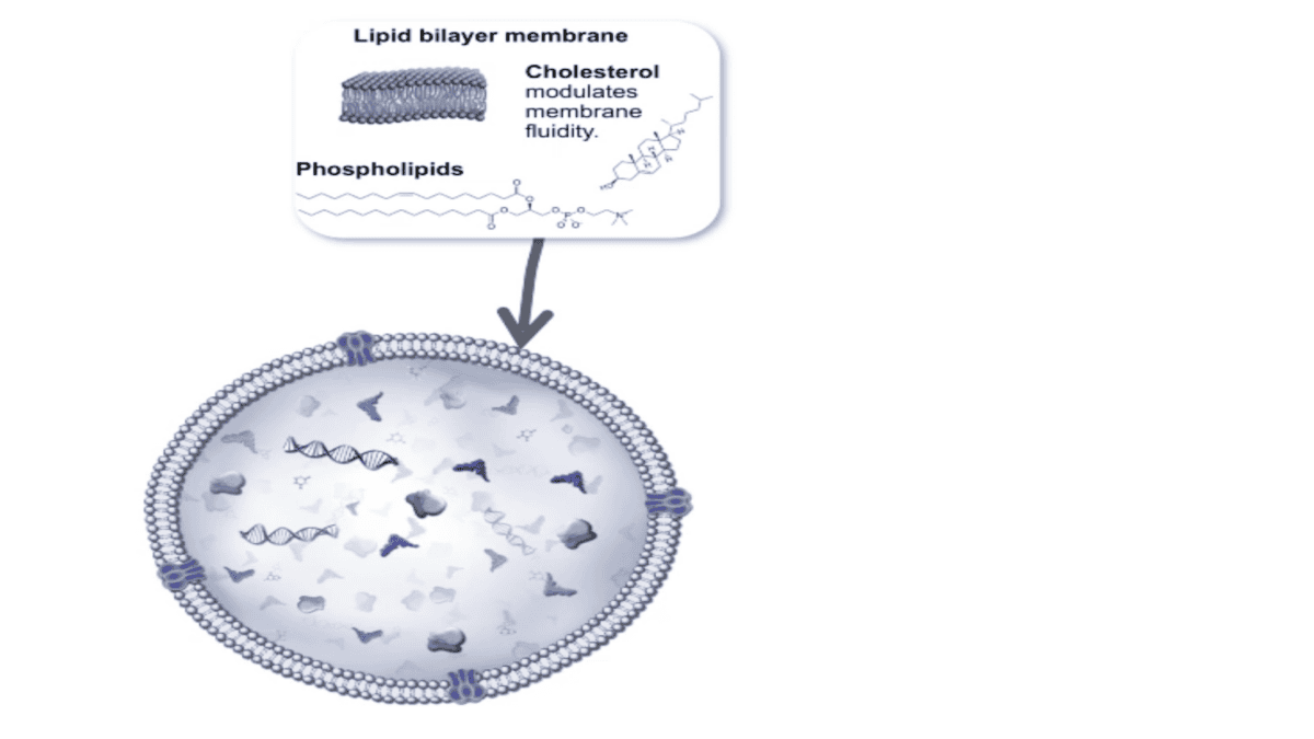 The lipid bilayer membrane protects genetic information.
