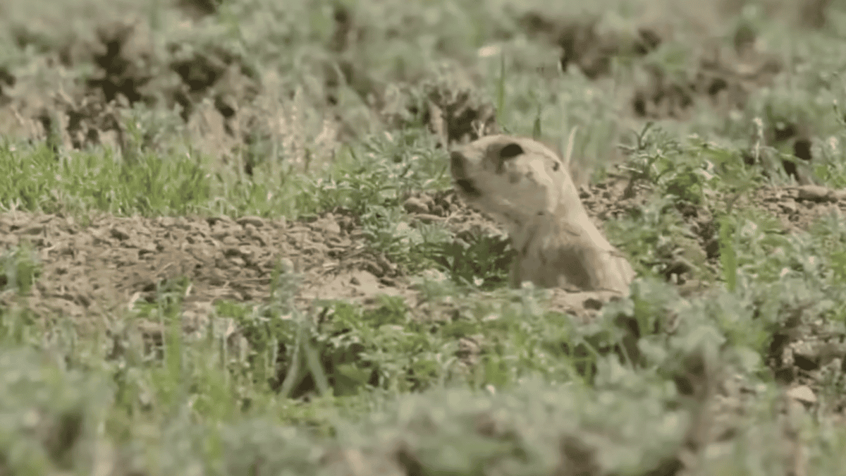 Prairie dog pokes its head up.