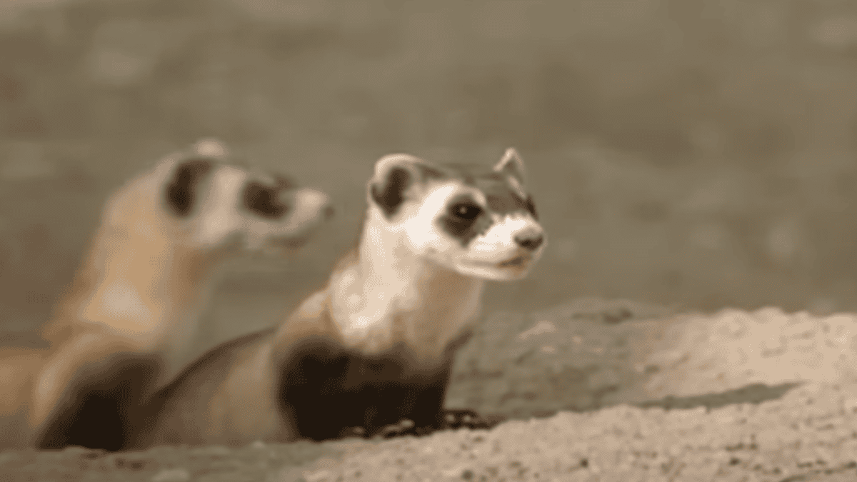 Two black-footed ferrets side by side.