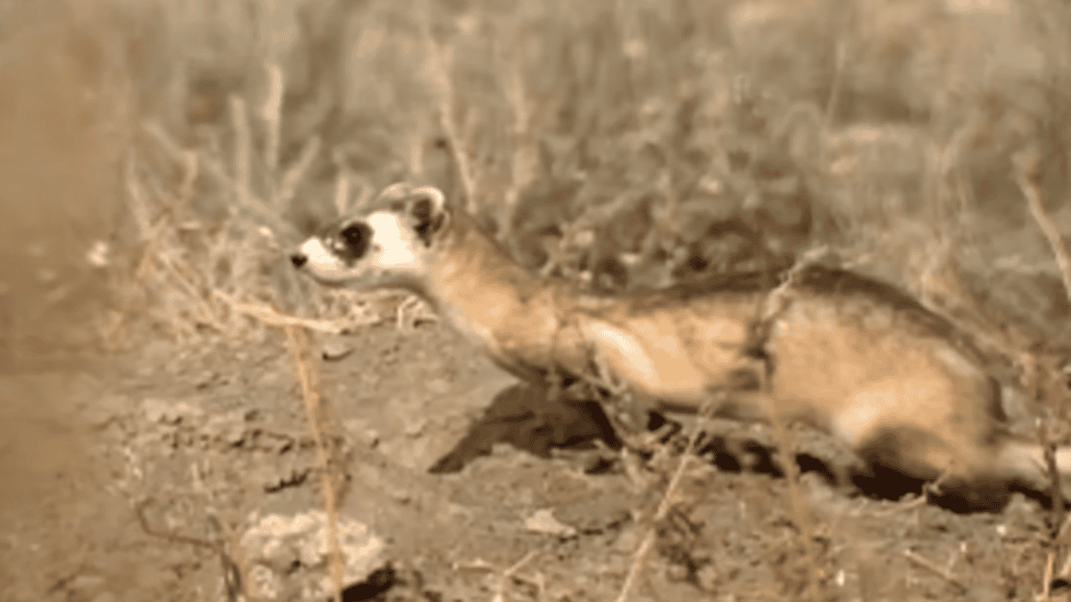 Black-footed ferret scurries along the ground.