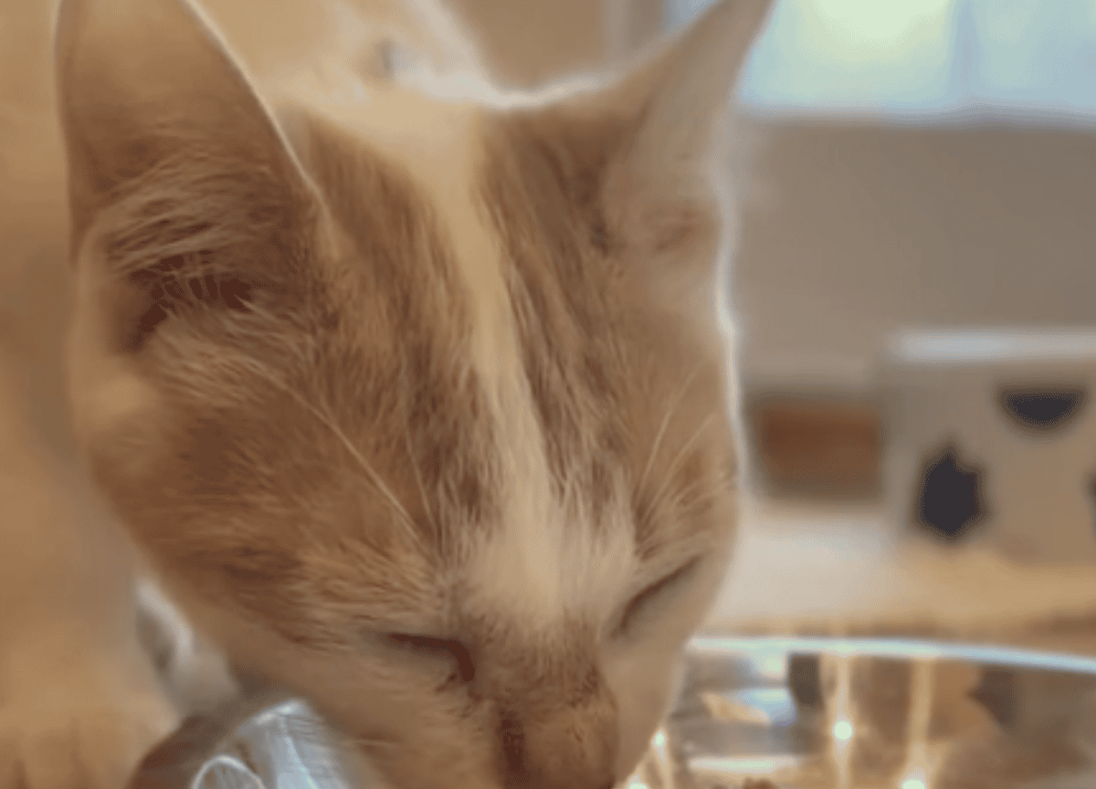 Cat eating food.