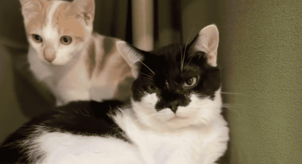 Cats.